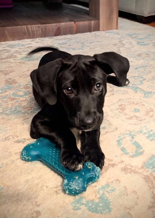 Photo of Luna (NY-Danielle), adoptable Labrador Retriever in SHERBURNE, New York
