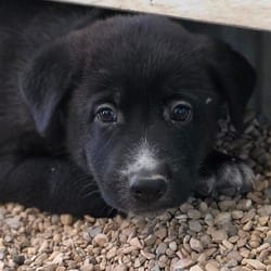 Photo of Jinx JuM, adoptable German Shepherd Dog Mixed Breed (Medium) in Baltimore, Maryland