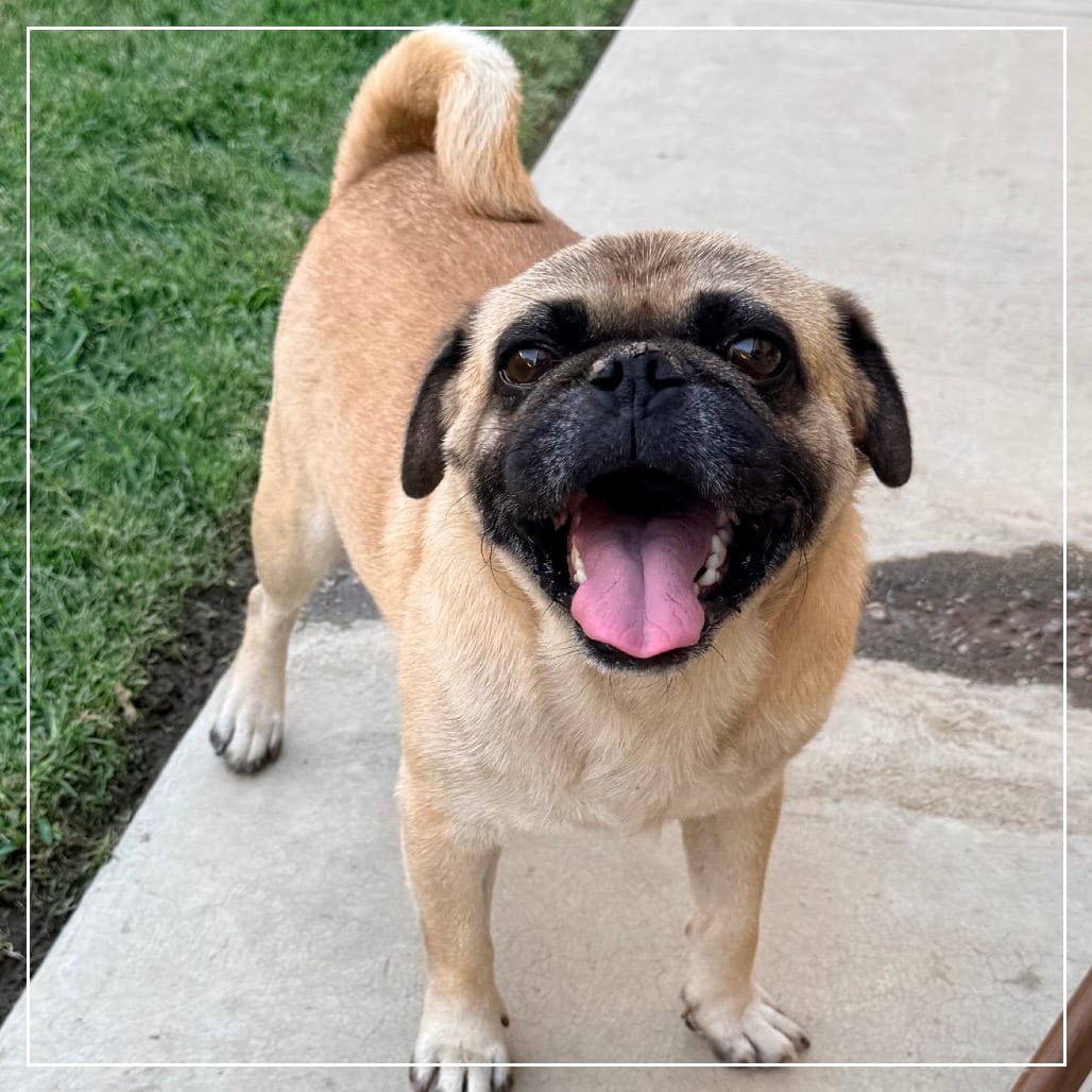 Photo of Marcel, adoptable Pug in California, California