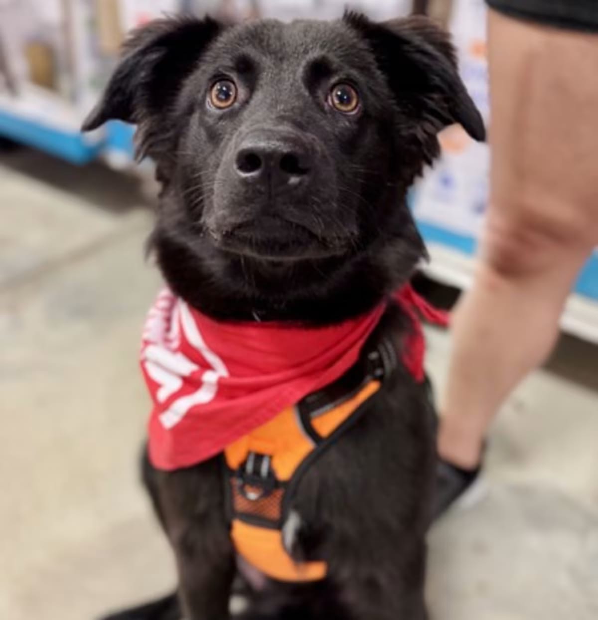Photo of Winston, adoptable Golden Retriever in Palatine, Illinois