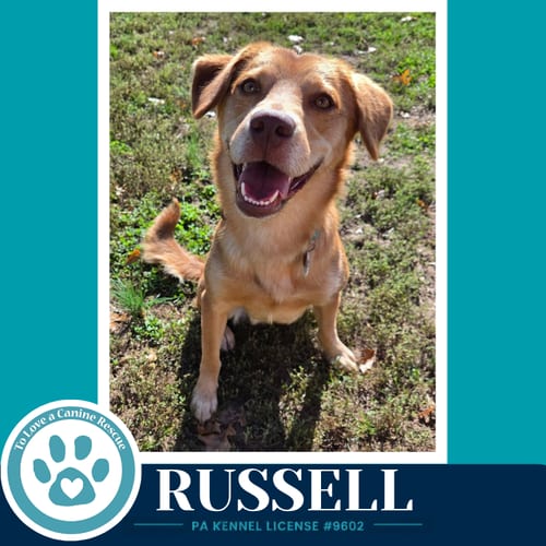 Photo of Russell 100326, adoptable Labrador Retriever in Kimberton, Pennsylvania