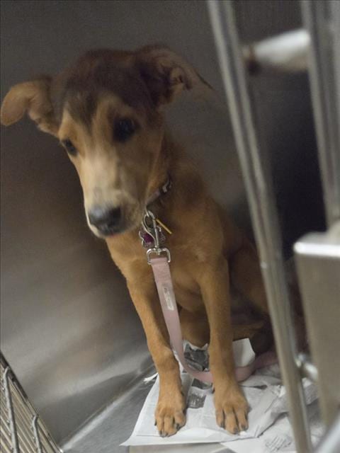 Photo of Mila, adoptable Golden Retriever in Van Nuys, California