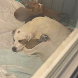 Photo of La Fofo Nana 0840, adoptable Mixed Breed (Medium) in Loxahatchee, Florida