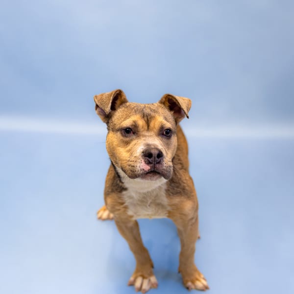 Photo of Benny, adoptable Pit Bull cross in Lawrenceville, Georgia