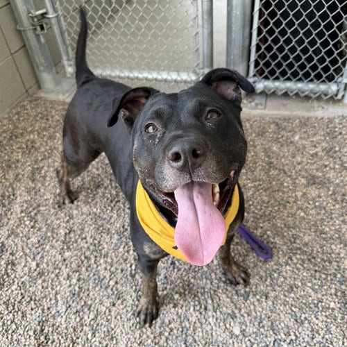 Photo of Buttons, adoptable American Pit Bull Terrier in Mesa, Arizona