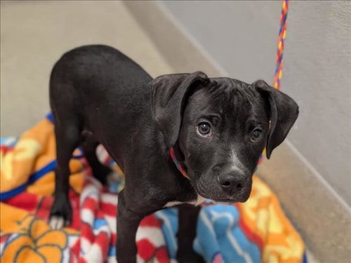 Photo of Leo, adoptable Pit Bull Terrier in Las Vegas, Nevada