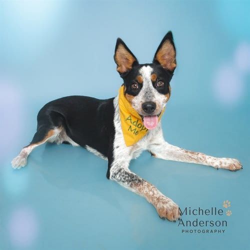 Photo of Pooka, adoptable Australian Cattle Dog/Blue Heeler in Corona, California