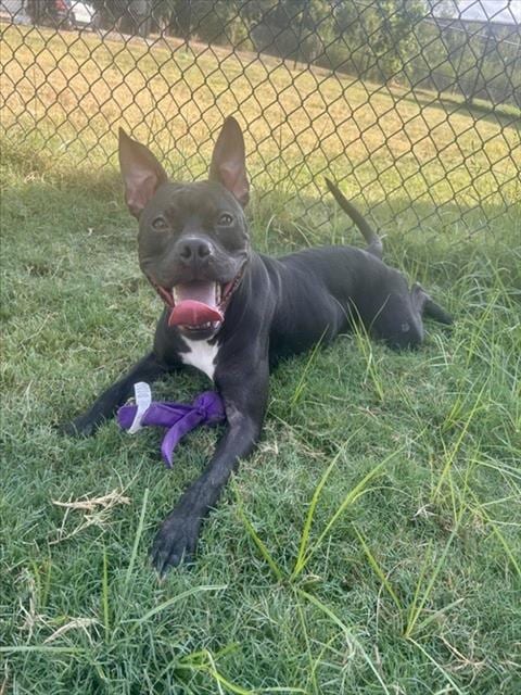 Photo of Rory, adoptable Pit Bull Terrier in Temple, Texas