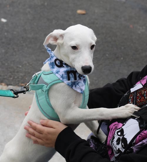 Photo of Lyra - special girl, adoptable Labrador Retriever in Oakhurst, New Jersey
