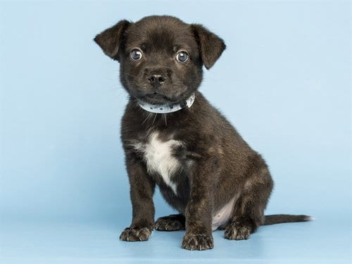 Photo of Liam, adoptable Chihuahua in Phoenix, Arizona