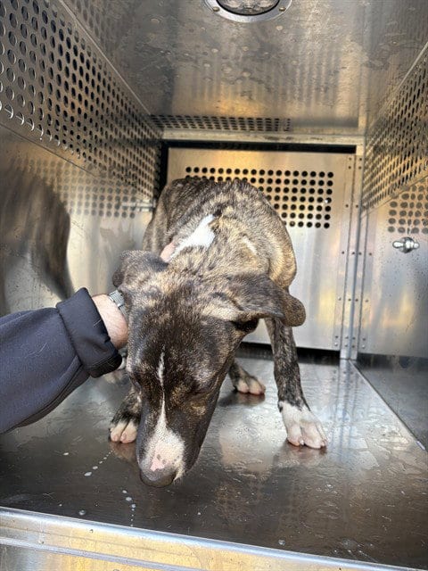 Photo of A480603, adoptable Pit Bull Terrier in Oklahoma City, Oklahoma