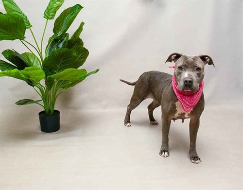 Photo of Charlie, adoptable Terrier in Sanford, Florida