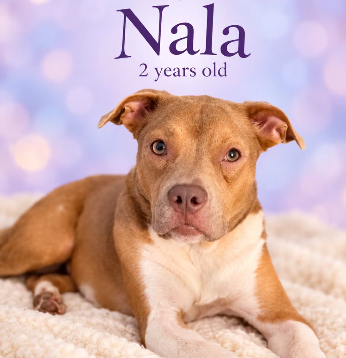 Photo of Nala, adoptable American Pit Bull Terrier/American Staffordshire Terrier in Kissimmee, Florida