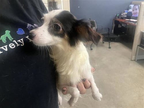 Photo of Outlaw, adoptable Chihuahua in San Antonio, Texas