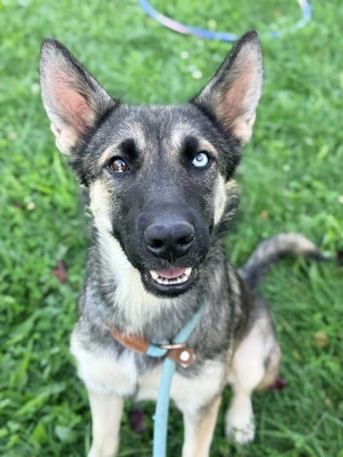 Photo of Calacatta, adoptable German Shepherd Dog mix in Chicago, Illinois
