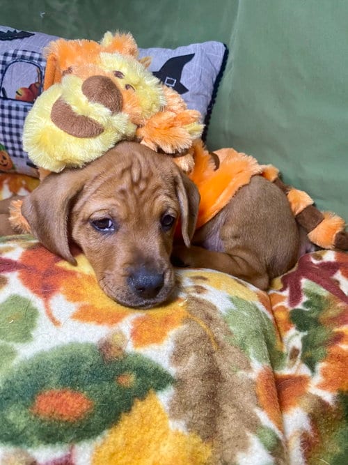 Photo of Patch, adoptable Hound in Hillsboro, Missouri