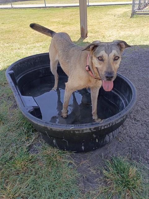 Photo of Peaches, adoptable German Shepherd Dog in Corpus Christi, Texas