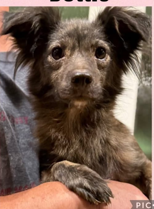 Photo of Dottie in TX, adoptable Chihuahua in Cranston, Rhode Island