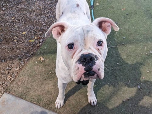 Photo of Sweet Pea, adoptable Boxer in Phoenix, Arizona