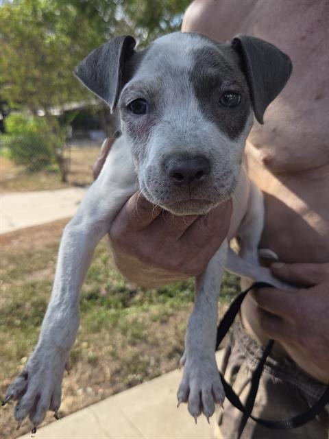 Photo of A825913, adoptable American Staffordshire Terrier in San Antonio, Texas