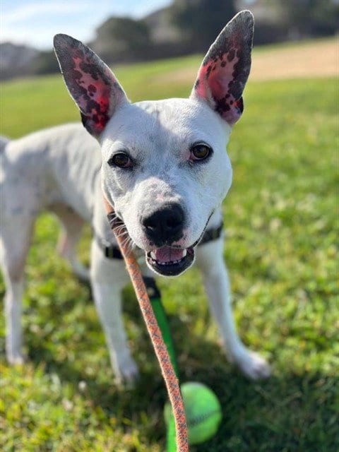 Photo of Gwen, adoptable Pit Bull Terrier in Lompoc, California