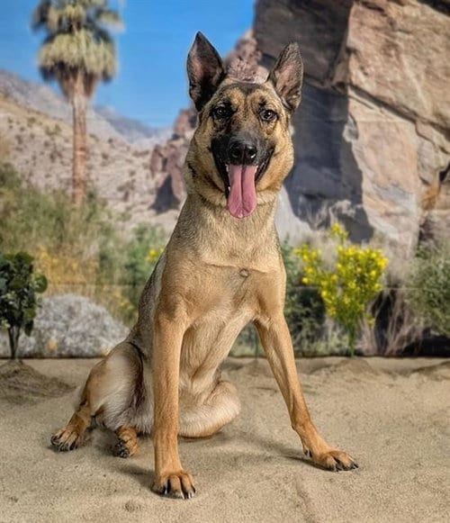 Photo of Trina, adoptable German Shepherd Dog in Thousand Palms, California