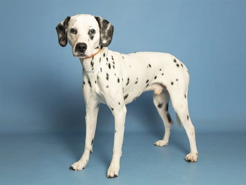 Photo of Ziggy, adoptable Dalmatian in Phoenix, Arizona