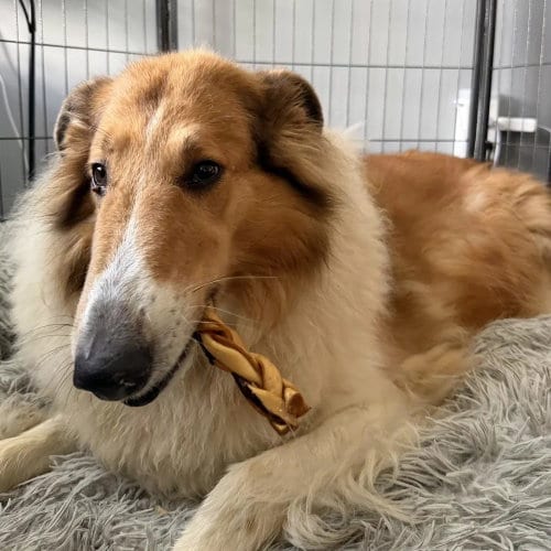 Photo of Daisy, adoptable Collie in Dublin, Ohio