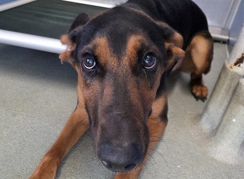 Photo of Colby, adoptable Doberman Pinscher in San Clemente, California