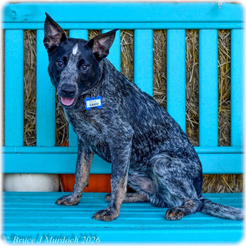 Photo of Casio, adoptable American Blue Heeler in Wake Forest, North Carolina