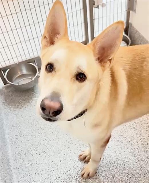 Photo of Ref, adoptable Alaskan Husky mix in Houston, Texas