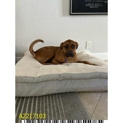 Photo of Puppy, adoptable Mixed Breed (Medium) in West Palm Beach, Florida