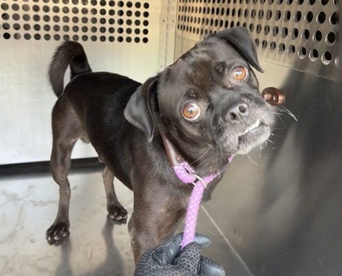 Photo of Smoochie, adoptable Pug in Phoenix, Arizona