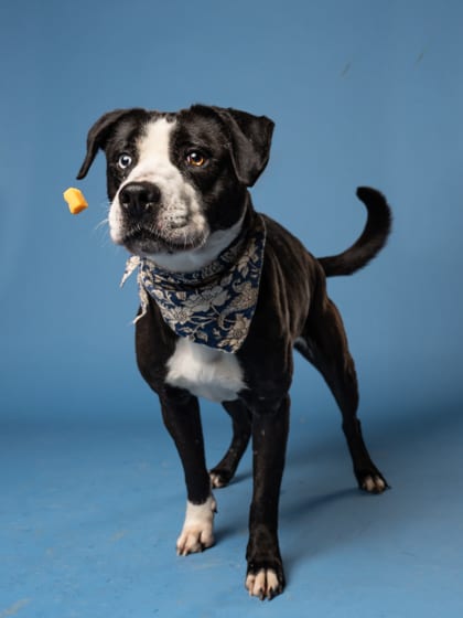 Photo of Faerun, adoptable dog in Atlanta, Georgia