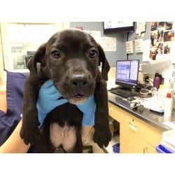 Photo of Monica, adoptable American Pit Bull Terrier in Jurupa Valley, California