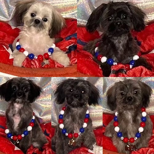 Photo of Z Litter puppies, adoptable Shih Tzu in Pataskala, Ohio