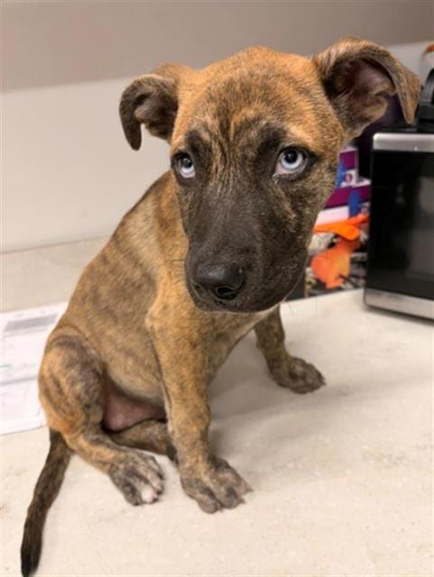 Photo of Stormy, adoptable Pit Bull Terrier in Baytown, Texas