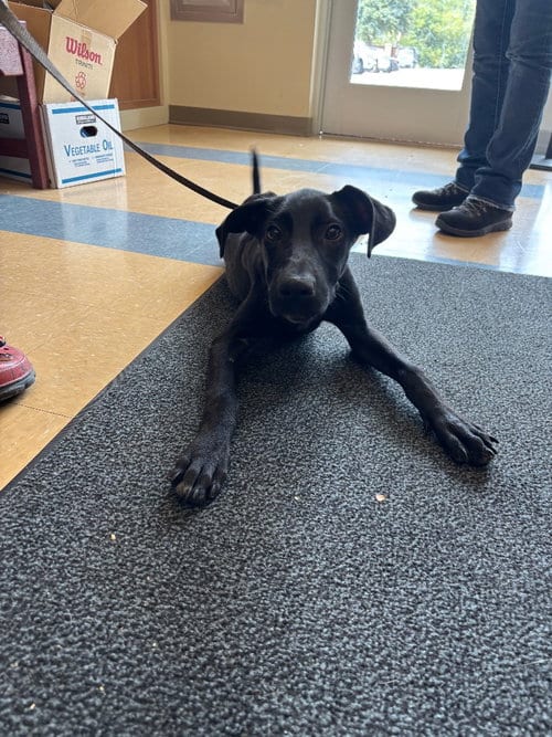 Photo of Libby, adoptable Affenpinscher in Little Elm, Texas