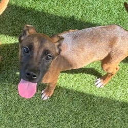 Photo of Captain 9435, adoptable Mixed Breed (Medium) in Loxahatchee, Florida