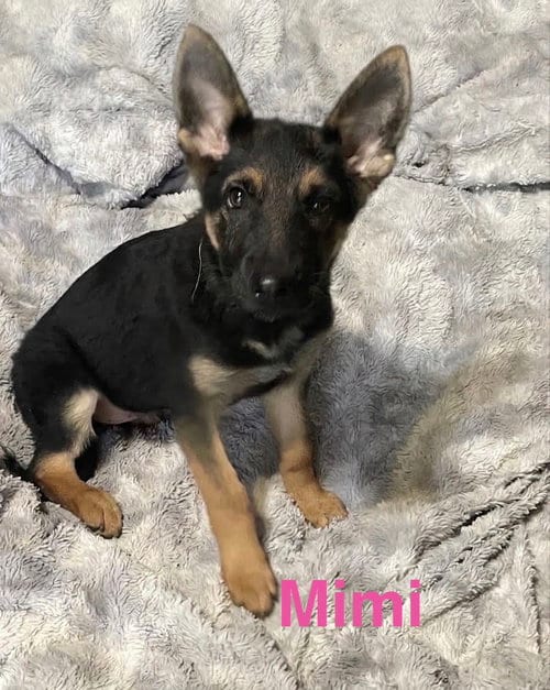 Photo of Mimi, adoptable German Shepherd Dog in Topeka, Kansas