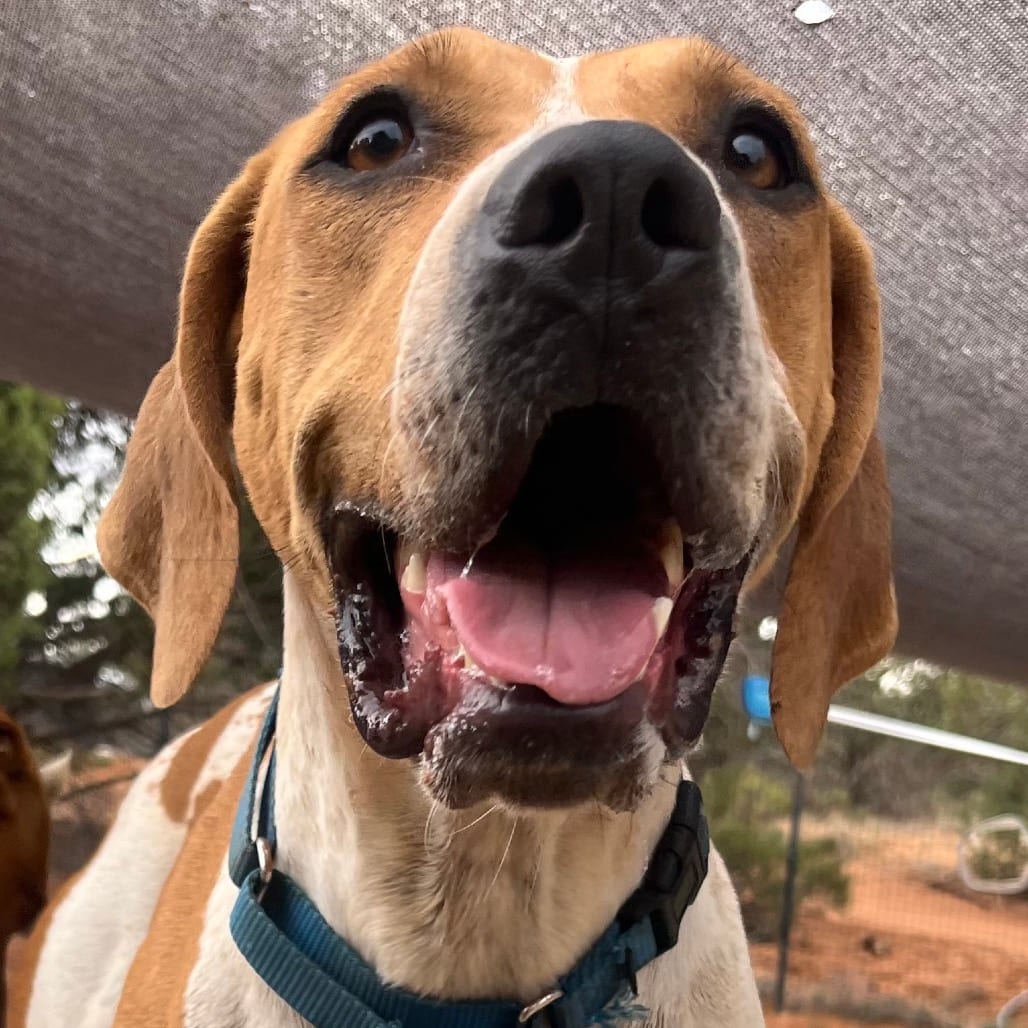 Photo of Daisy, adoptable Terrier, American Pit Bull / Mixed Breed (Medium) in Kanab, Utah