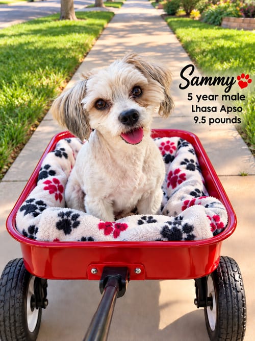 Photo of Sammy – 5 Year Male Lhasa Apso 9.5 Pounds, adoptable Lhasa Apso in Mesa, Arizona
