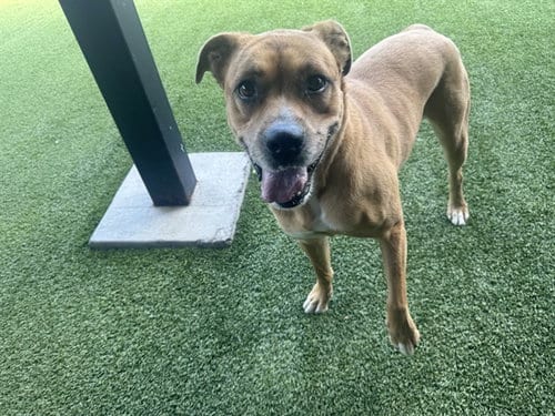 Photo of Thumper, adoptable Labrador Retriever in Garland, Texas