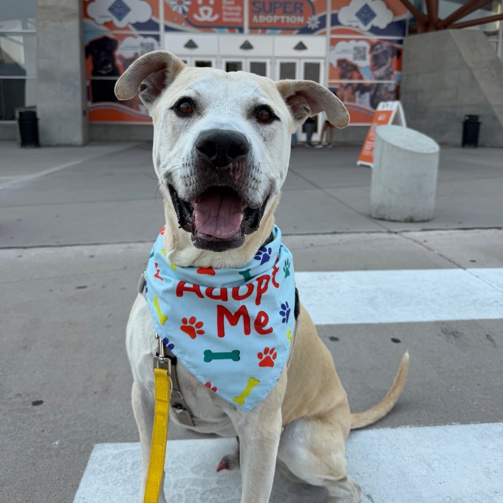 Photo of Mr. Bowser, adoptable Mastiff / Retriever, Labrador in Kanab, Utah
