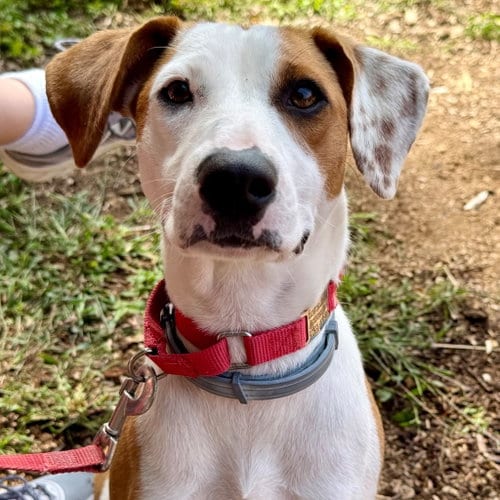Photo of Raquelle, adoptable Terrier in Canton, Connecticut