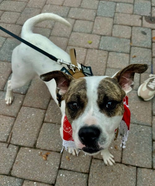 Photo of Bodhia, adoptable American Pit Bull Terrier in Germantown, Ohio