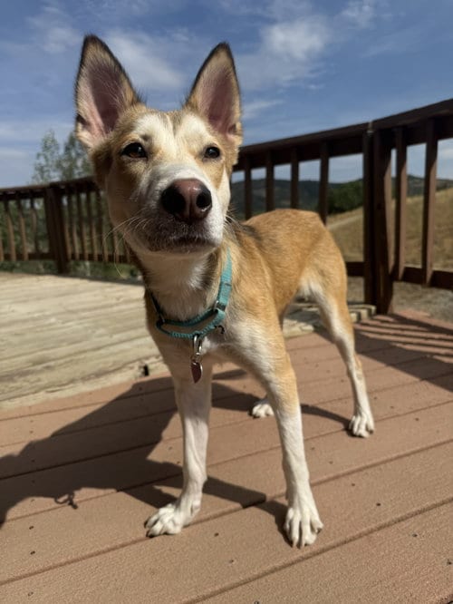 Photo of Dotty #1, adoptable Husky in Aurora, Colorado