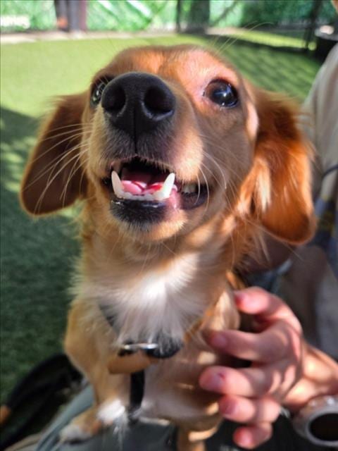 Photo of Confetti, adoptable Dachshund in Woodland, California