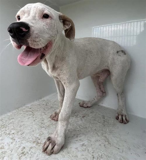 Photo of A663121, adoptable Pit Bull Terrier in Houston, Texas