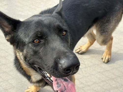 Photo of Panther, adoptable German Shepherd Dog in Tulsa, Oklahoma